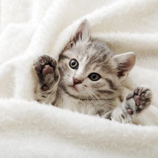 Croquetas para gatitos