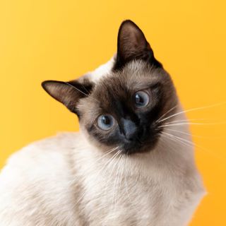 Croquetas para gatos adultos