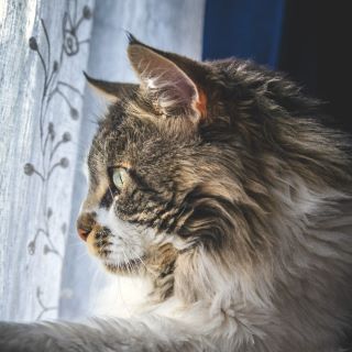 Croquetas para gatos adultos mayores